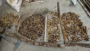 Tour del caffè a Filandia nella regione del caffè in Colombia.