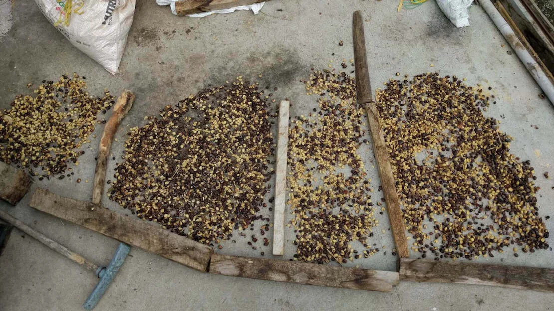 Tour del caffè a Filandia nella regione del caffè in Colombia.