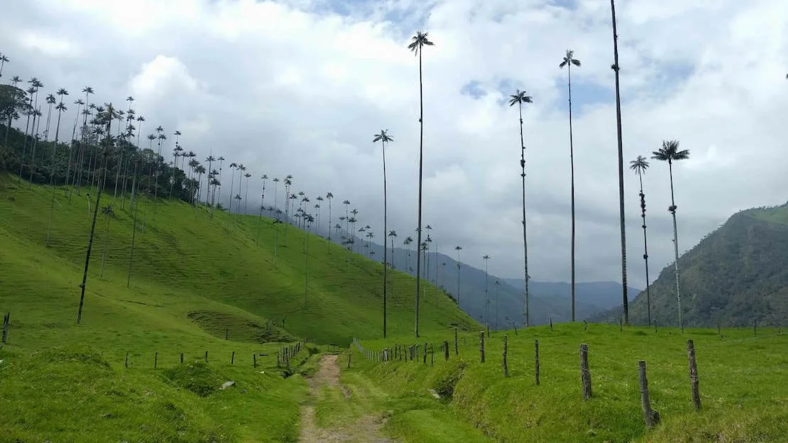 La valle de cocora dove si trovano le palme più grandi del mondo.