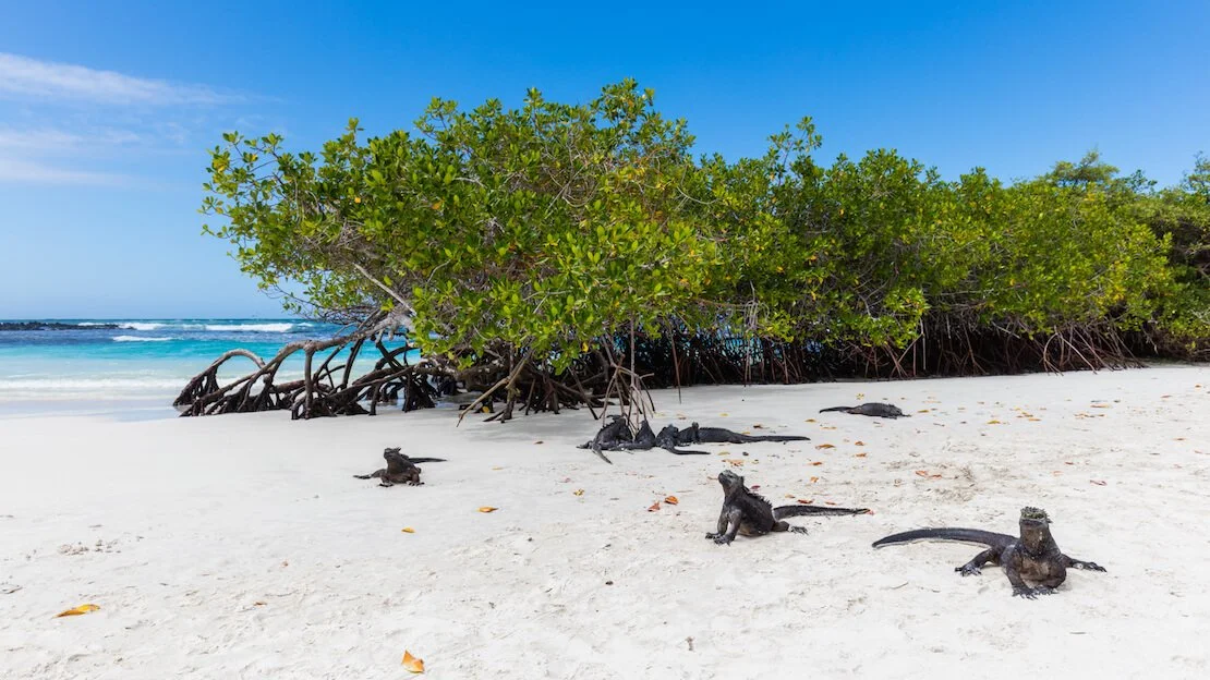 Iguane di mare in spiaggia alle Galapagos.