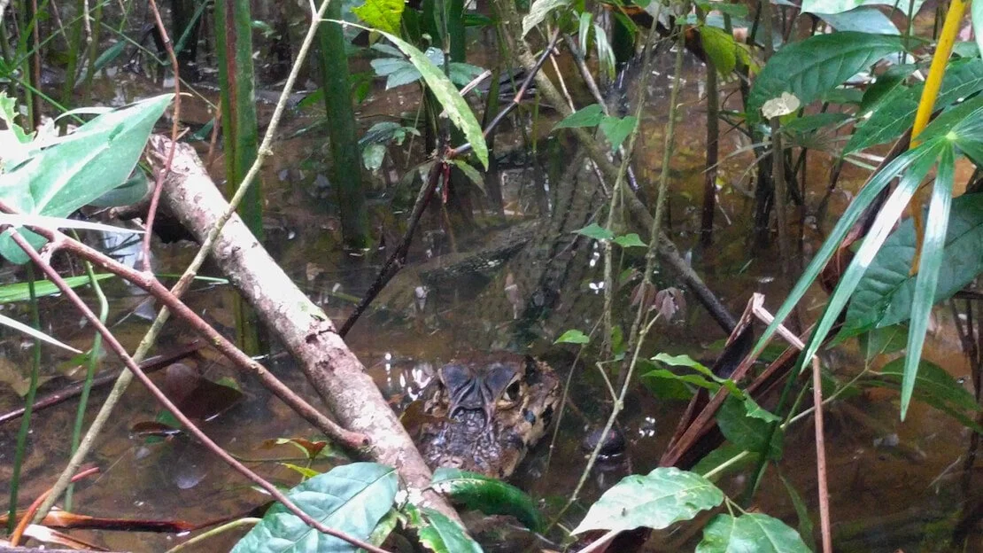 Caimano selvatico nella foresta amazzonica.