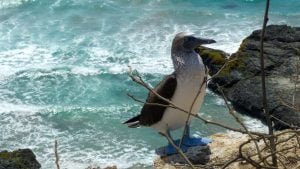 Sula piediazzurri a isla de la plata, puerto lopez.