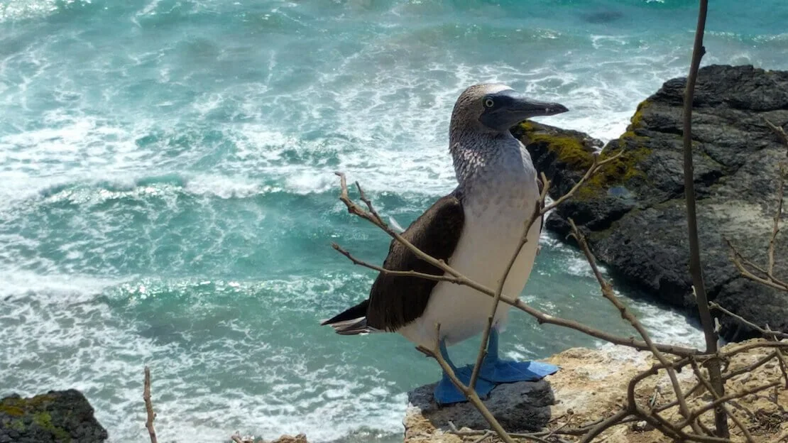 Sula piediazzurri a isla de la plata, puerto lopez.