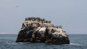 Isole Ballestas all'interno della riserva Paracas in Perù.