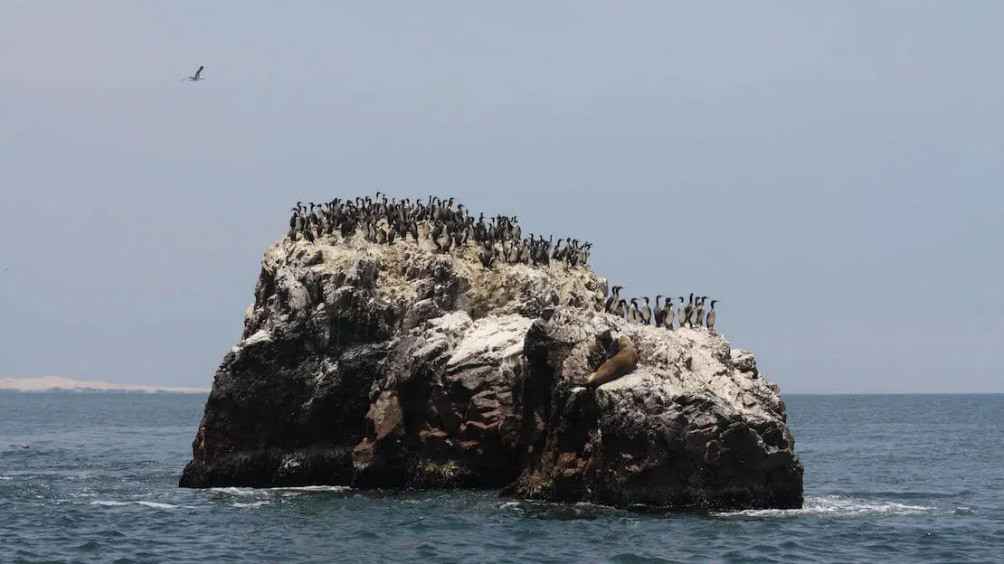 Isole Ballestas all'interno della riserva Paracas in Perù.