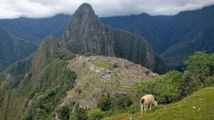 Machu pichu con un lama.