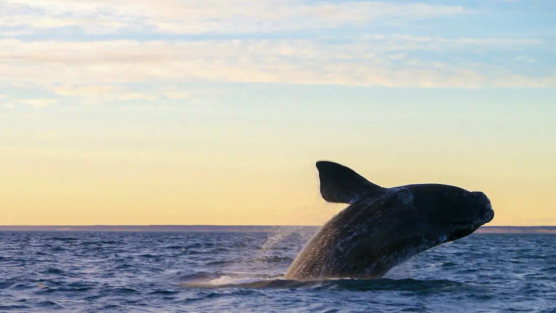 Balene alla Peninsula Valdes
