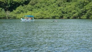 Baia dei delfini bocas del toro