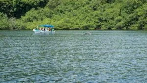 Baia dei delfini bocas del toro