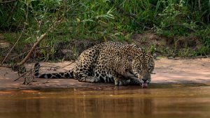 Giaguaro nel pantanal in brasile