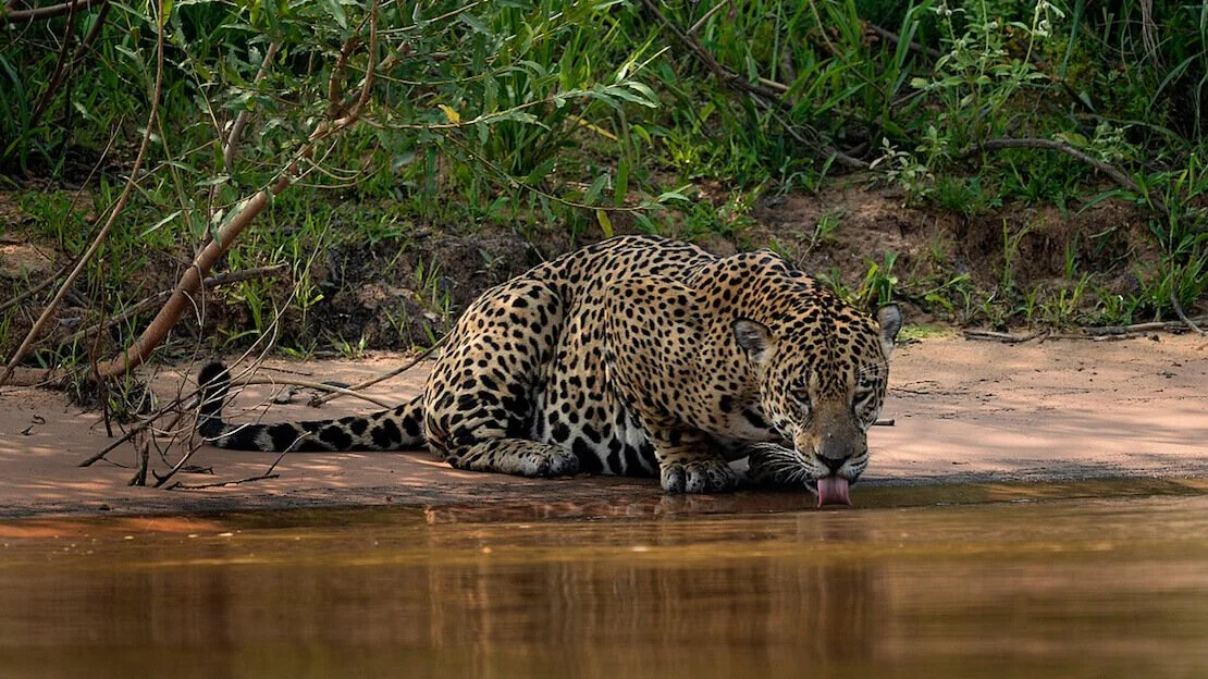 Giaguaro nel pantanal in brasile