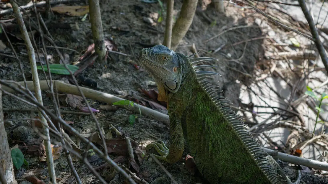 Iguana al parco nazionale Cahuita