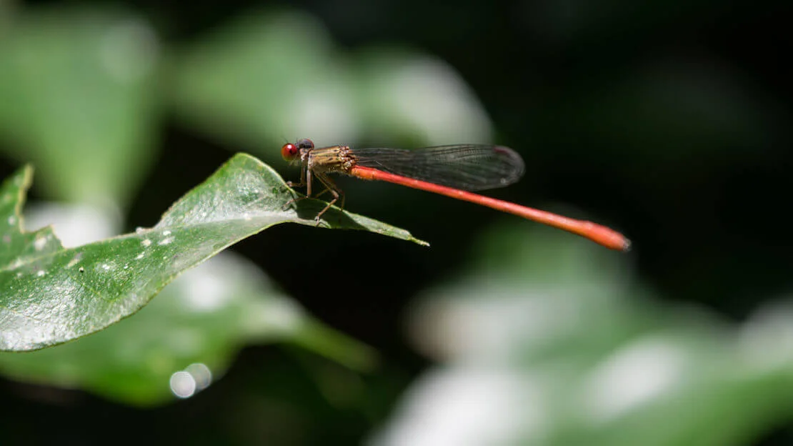Libellula Costa Rica