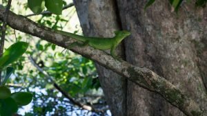 lucertola basilisco verde