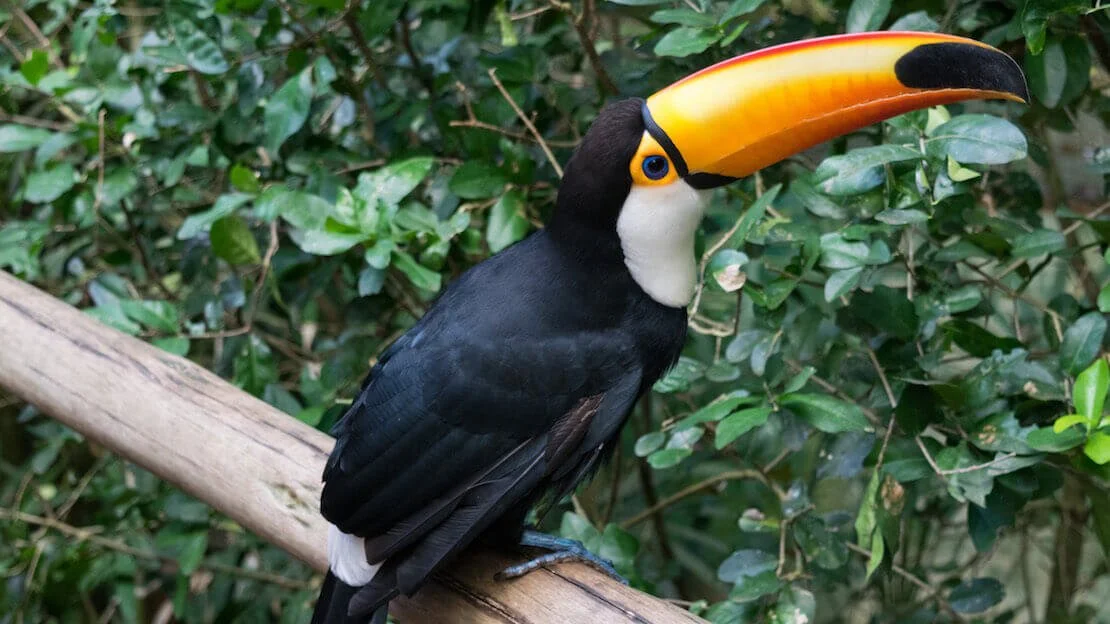 Un tucano a Parque das Aves