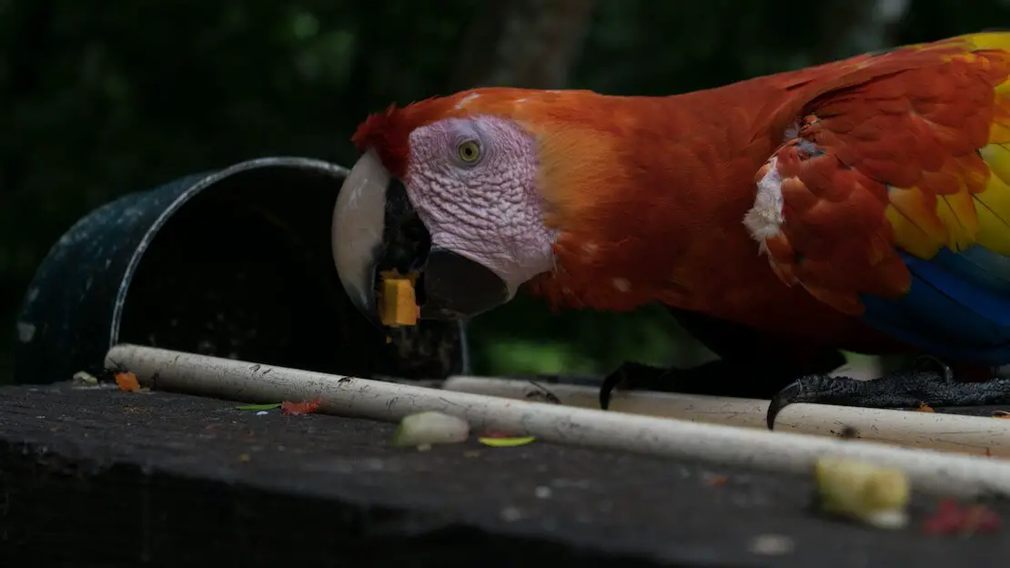 Un pappagallo alle rovine di Copan in Honduras