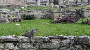 Iguana alle rovine di Tulum in Messico