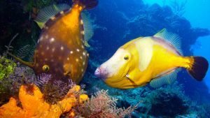 La barriera corallina che circonda Cozumel