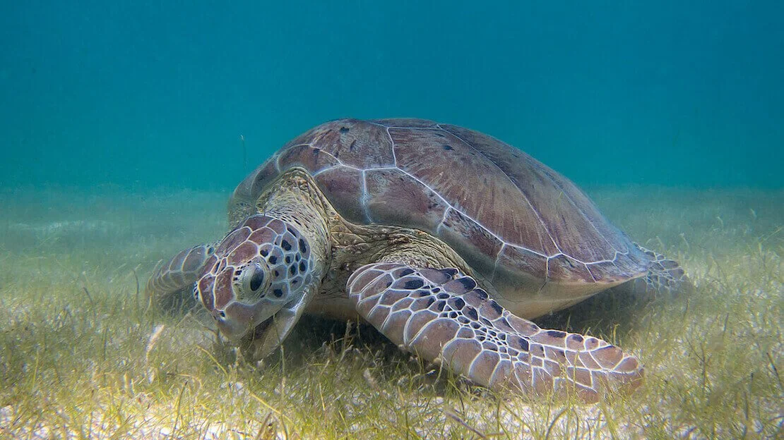 Una tartaruga verde che mangia nella baia di Akumal