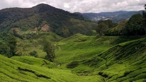 Piantagioni di te cameron highlands