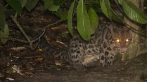 Il leopardo nebuloso lungo il fiume Kinabatangan