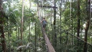 Parco nazionale Taman Negara