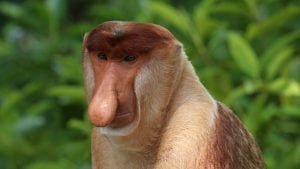 Scimmia proboscide in Borneo