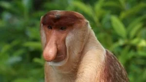 Scimmia proboscide in Borneo