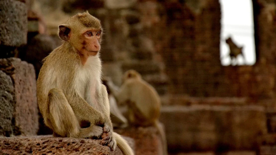 Macachi alle rovine di Lopburi